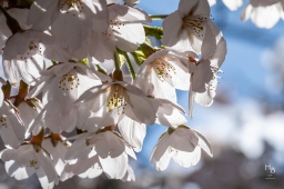 Körsbärsblommor i rosa och vitt